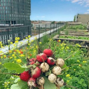 Urbane Landwirtschaft